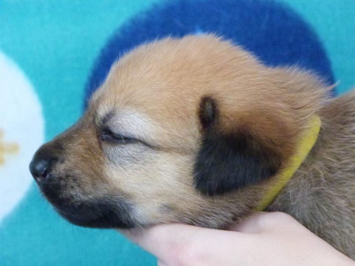 chinook puppy